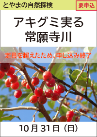 とやまの自然探検「アキグミ実る常願寺川」