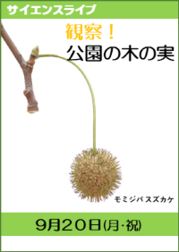 サイエンスライブ「観察！公園の木の実」