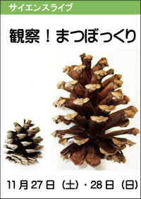 サイエンスライブ「観察！まつぼっくり」