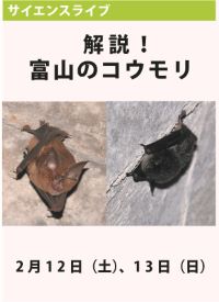 サイエンスライブ「解説！富山のコウモリ」