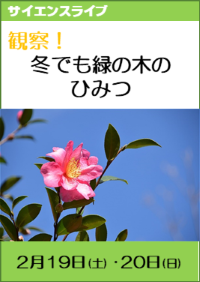 サイエンスライブ「観察！冬でも緑の木のひみつ」