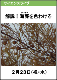 サイエンスライブ「解説！海藻を色わける」