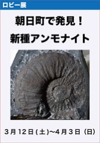 ロビー展「朝日町で発見！新種アンモナイト」