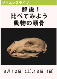 サイエンスライブ「解説！動物の頭骨」