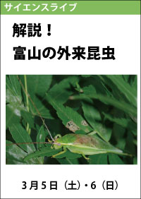 サイエンスライブ「解説！富山の外来昆虫」