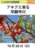 とやまの自然探検「アキグミ実る常願寺川」