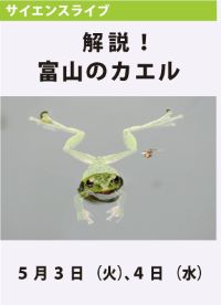 サイエンスライブ「解説！富山のカエル」