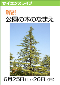 サイエンスライブ「解説！公園の木の名前」