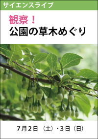 サイエンスライブ「観察！公園の草木めぐり」