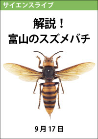 サイエンスライブ「解説！富山のスズメバチ」