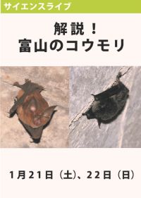 サイエンスライブ「解説！富山のコウモリ」