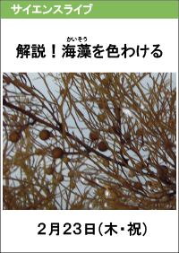 サイエンスライブ「解説！海藻を色わける」