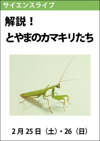 サイエンスライブ「解説！とやまのカマキリたち」