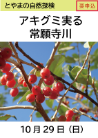 とやまの自然探検「アキグミ実る常願寺川」