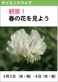 サイエンスライブ「観察！春の花を見よう」