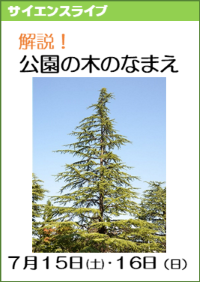 サイエンスライブ「解説！公園の木の名前」