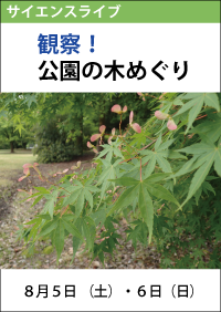 サイエンスライブ「観察！公園の木めぐり」