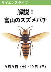 サイエンスライブ「解説！富山のスズメバチ」