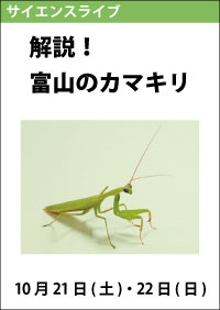 サイエンスライブ「解説！富山のカマキリ」