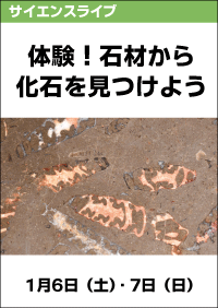 サイエンスライブ「体験！石材から化石を見つけよう」