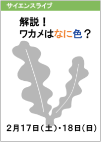 サイエンスライブ「解説！ワカメは何色？」