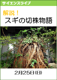 サイエンスライブ「解説！杉の切り株物語」