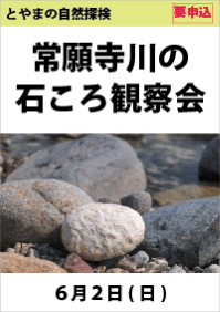 とやまの自然探検「常願寺川の石ころ観察会」