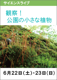 サイエンスライブ「観察！公園の小さな植物」