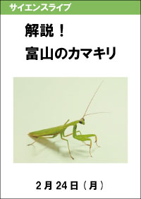 サイエンスライブ「解説！富山のカマキリ」