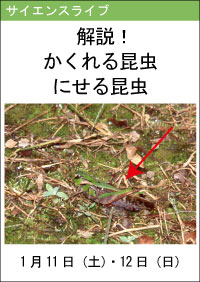 サイエンスライブ「解説！かくれる昆虫にせる昆虫」