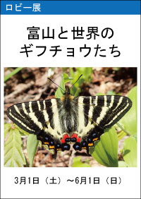 ロビー展「富山と世界のギフチョウたち」