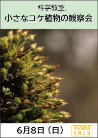 科学教室「小さなコケ植物の観察会」