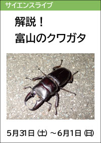 サイエンスライブ「解説！富山のクワガタ」