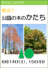 サイエンスライブ「解説！公園の木の形」