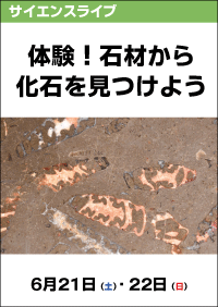 サイエンスライブ「体験！石材から化石を見つけよう」