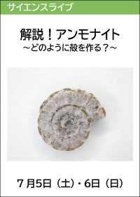 サイエンスライブ「解説！アンモナイト～どのように殻を作る？～」