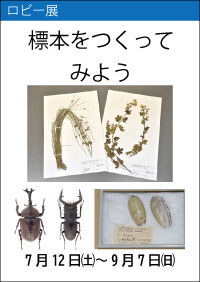 ロビー展「標本をつくってみよう」