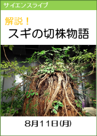 サイエンスライブ「解説！スギの切株物語」