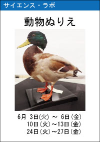 動物ぬりえ