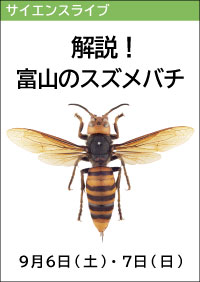 サイエンスライブ「解説！富山のスズメバチ」
