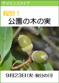 サイエンスライブ「解説！公園の木の実」