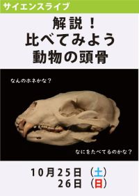 サイエンスライブ「解説！比べてみよう動物の頭骨」