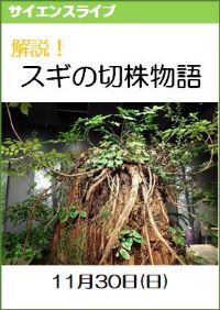 サイエンスライブ「解説！スギの切株物語」