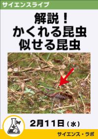 サイエンスライブ「解説!かくれる昆虫似せる昆虫」