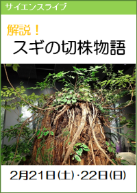 サイエンスライブ「解説！スギの切株物語」