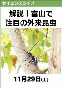 サイエンスライブ「解説!富山で注目の外来昆虫」