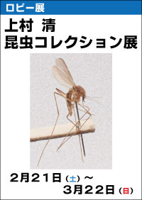 ロビー展「上村 清 昆虫コレクション展」
