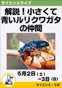 サイエンスライブ「解説！小さくて青いルリクワガタの仲間」
