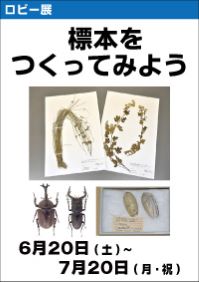 ロビー展「標本をつくってみよう」