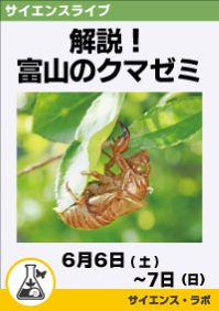 サイエンスライブ「解説！富山のクマゼミ」